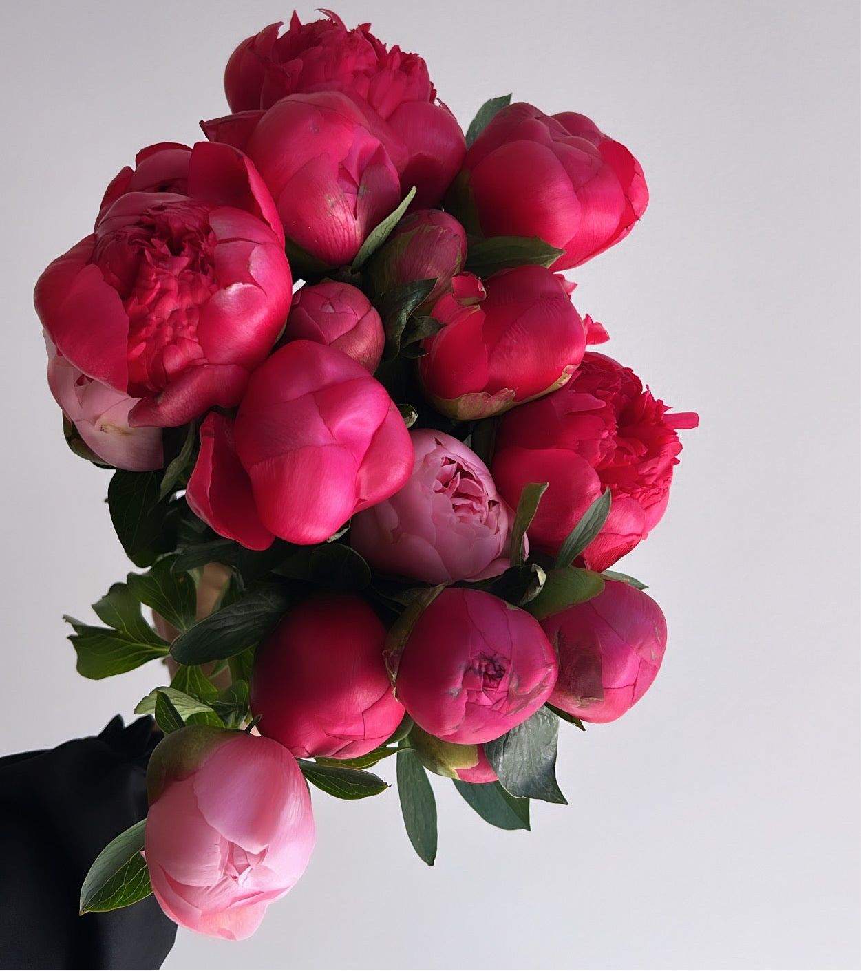 Seasonal Peonies - 10 Stems in Vase