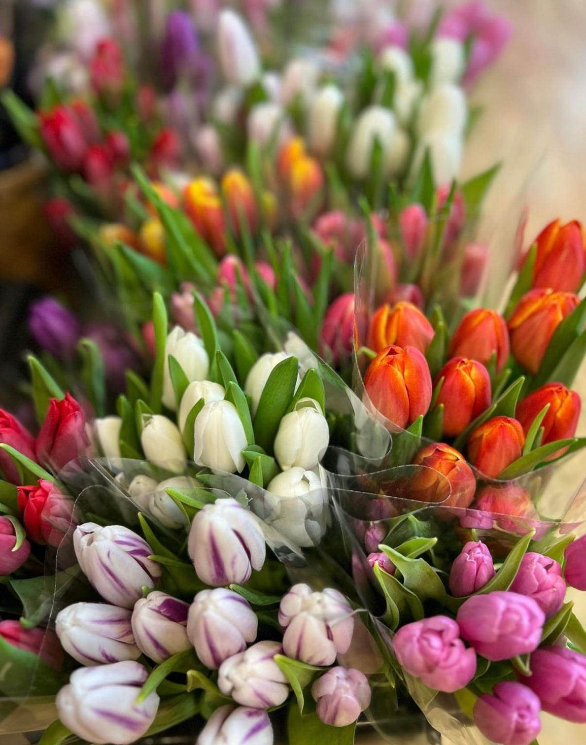Mixed Tulips (Designers Choice)