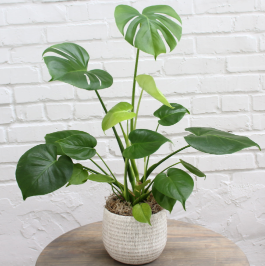 plant delivery monstera Monstera Plant Delivery Miami
