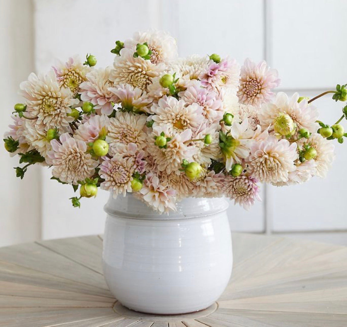 Modern Dahlia