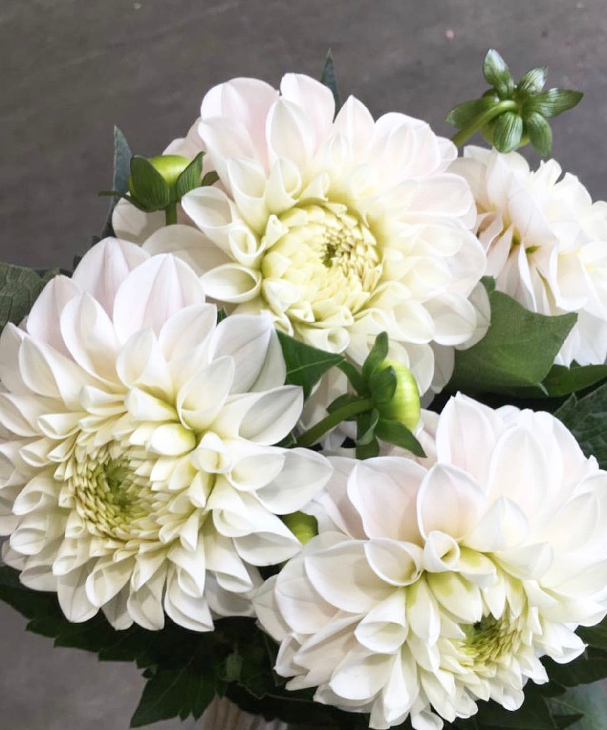 Modern Dahlia