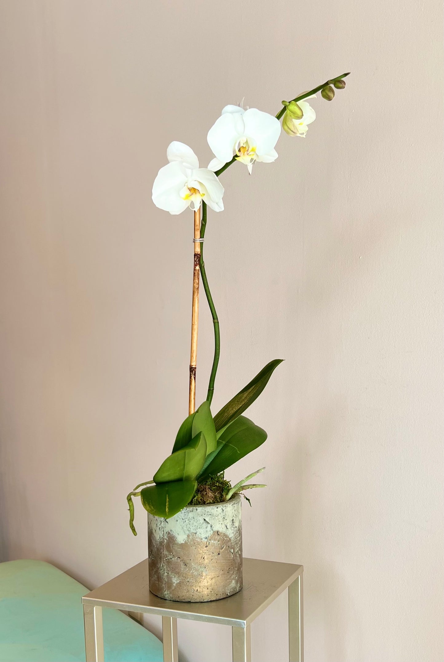 Simply White Phal.