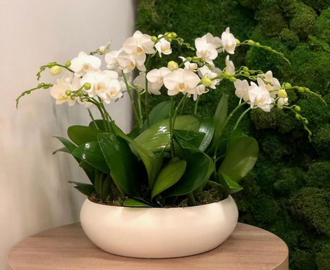 Orchids + Succulents