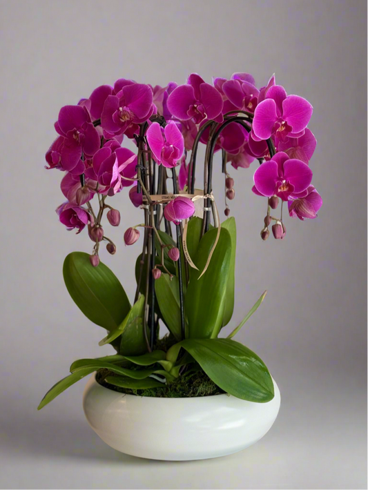 Magenta Muse