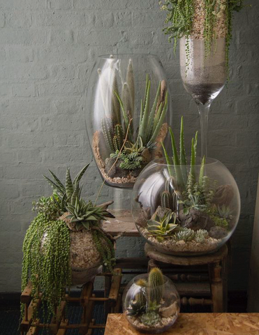 Dry Garden