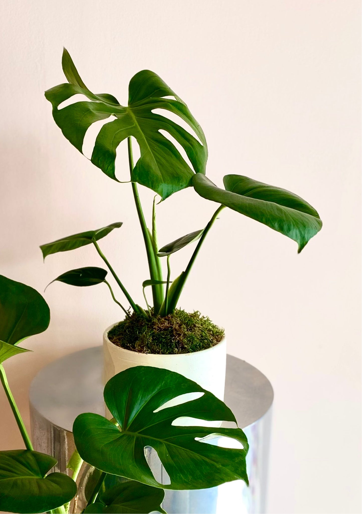 money plant monstera Monstera Beauty
